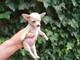 Dulce preciosos chihuahua de cachorros de gran calidad - Foto 2