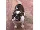 English bulldog hembra, venta/sale, perros/dogs