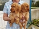 Gratis cachorros cocker spaniel - Foto 1