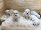 Gratis chicas bichon frise cachorros - Foto 1