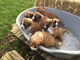 Gratis geregistreerde Boxer cachorros - Foto 1