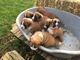 Gratis geregistreerde boxer cachorros