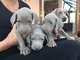 Gratis gratis cachorros weimaraner