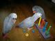 Hand-reared african gray baby parrots ready now