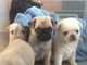 Hermoso pug cachorros para venta