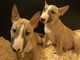 Hermosos cachorros bull terrier