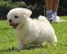 Hermosos cachorros malteses en venta - Foto 2