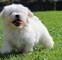 Hermosos cachorros malteses en venta - Foto 3