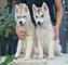 Husky Siberiano Cachorros - Foto 1