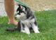 Husky siberiano cachorros adorable - Foto 1