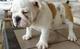 Impresionante camada de bulldog inglés americano - Foto 1