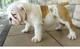 Impresionante camada de bulldog inglés americano - Foto 2