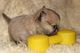 Impresionante tiny chihuahua longcoat hembra cachorro