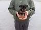 Impresionantes mini pincher cachorritos