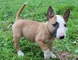 Increíbles cachorros bull terrier para adopción