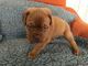 Kc registrados dogue de bordeaux