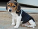 Lindos cachorros de beagle listos para su adopción