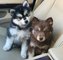 Lindos ojos azules cachorros pomsky disponibles para ti - Foto 1