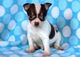 Maravillosos cachorros chihuahua disponibles para adopción - Foto 1