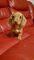 Miniature Dachshund cachorros - Foto 1