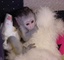 Monos capuchinos bien entrenados para su adopción - Foto 1