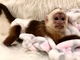 Monos capuchinos sanos y vacunados