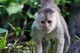 .monos capuchinos socializados bien