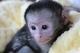 Monos capuchinos socializados bien