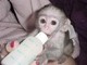 Monos capuchinos suaves y magníficos