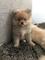 Outstanding pomeranian puppies