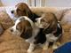 Perfectos beagle cachorros para adopcion