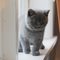 Preciosos gatitos de British - Foto 2