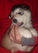 Regalo cachorros de malamute de alaska