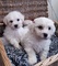 Regalo hermosos bichon frise cachorros