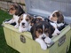 Regalo hermosos cachorros beagle