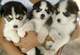 Regalo husky siberiano cachorros pura raza