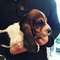 Regalo impresionantes cachorros de basset hound - Foto 1