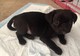 Regalo lindo cachorro de Pug Carlinopara la adopción - Foto 1