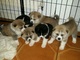 Regalo preciosas cachorras de akita - Foto 1