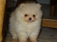 Regalo Regalo hermosos Pomerania cachorros - Foto 1