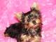 Regalo yorkie cachorros para su aprobación