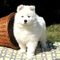 Samoyedo cachorros de hoga