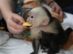 Simpáticos monos capuchinos