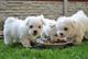 Teacup maltese puppies