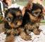 Vendo dulce adorable preciosos de yorkshire terrier