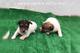 Venta cachorros Jack Russell - Foto 1