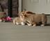 Welsh corgi puppies