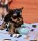 Yorkshire terrier toy cachorros mini por regalo - Foto 1