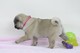 1 foto Carlino pug cachorros para adopción vdd - Foto 1