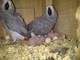 Amistoso masculino y femenino Congo African Grey Parrots eggs par - Foto 1